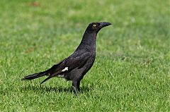 Pied Currawong